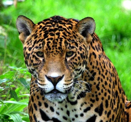 jaguar