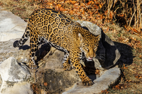 amur tiger