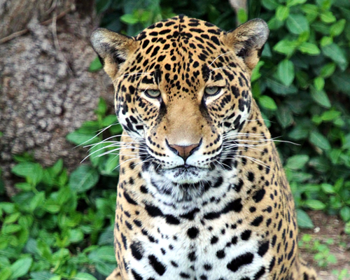 amur tiger