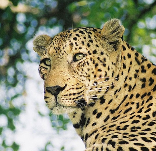 leopard