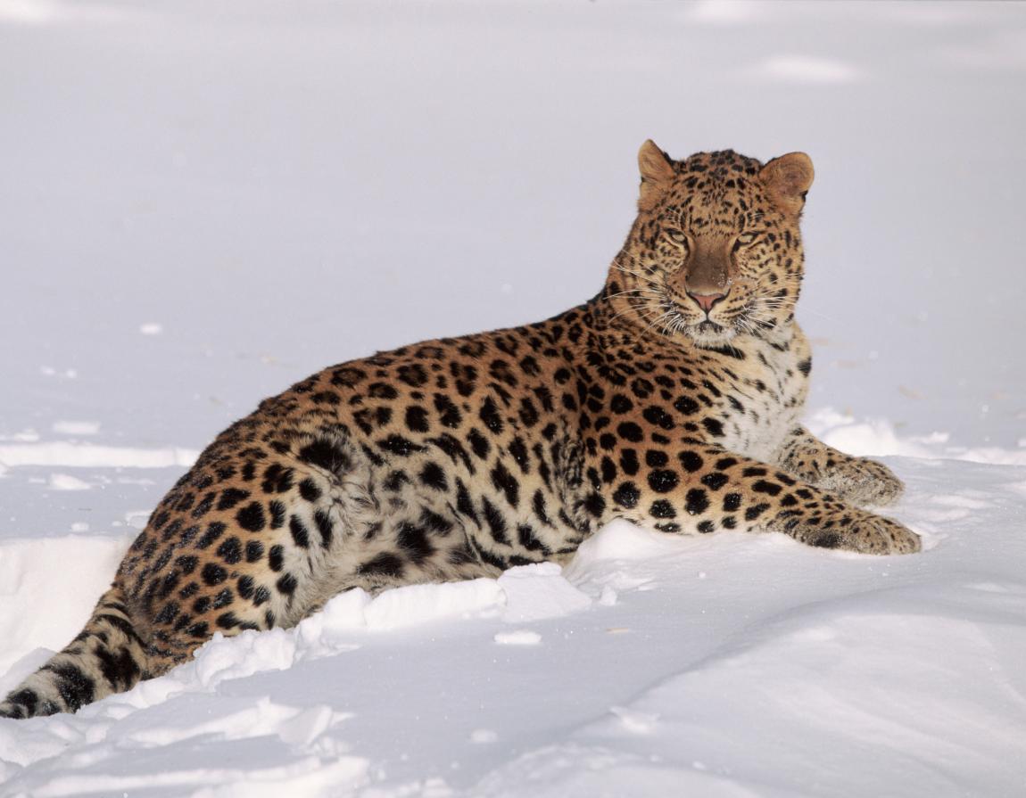 amur tiger