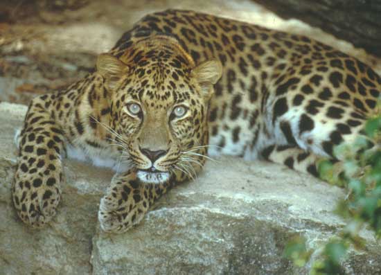 amur tiger cub