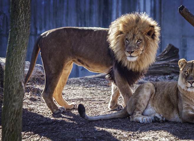 african lion