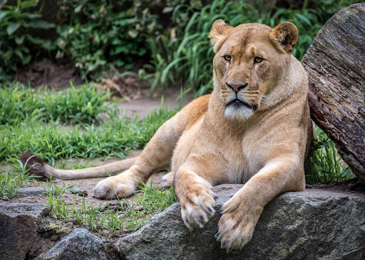 african lioness