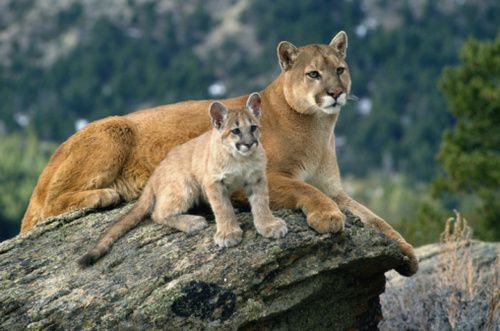 puma with cub