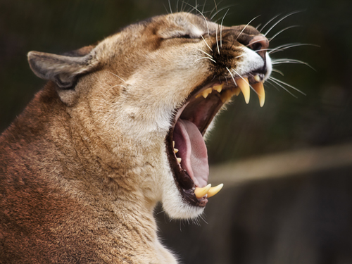 puma roaring