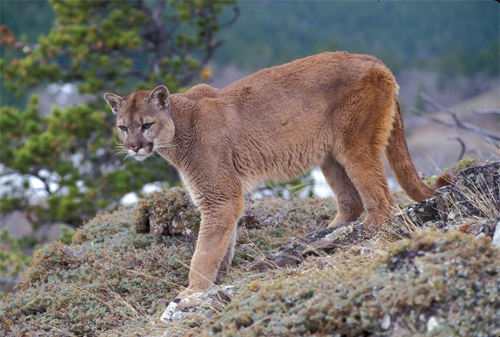 puma on a hill