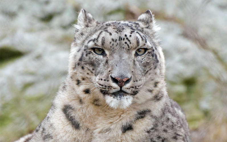 snow leopard