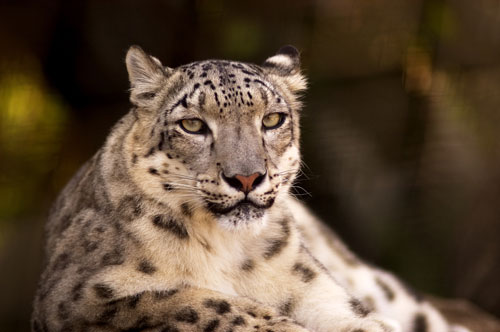 amur tiger