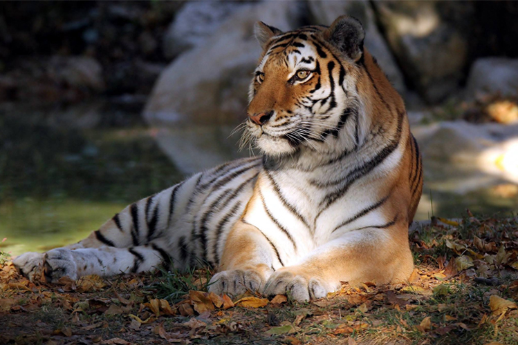 amur tiger