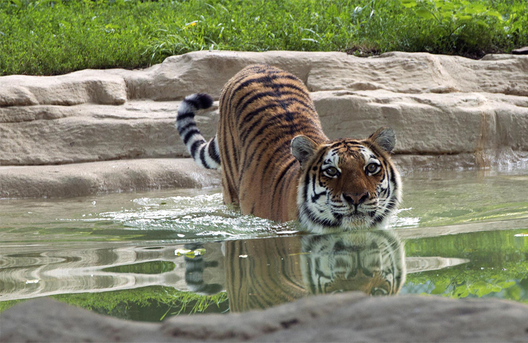 amur tiger