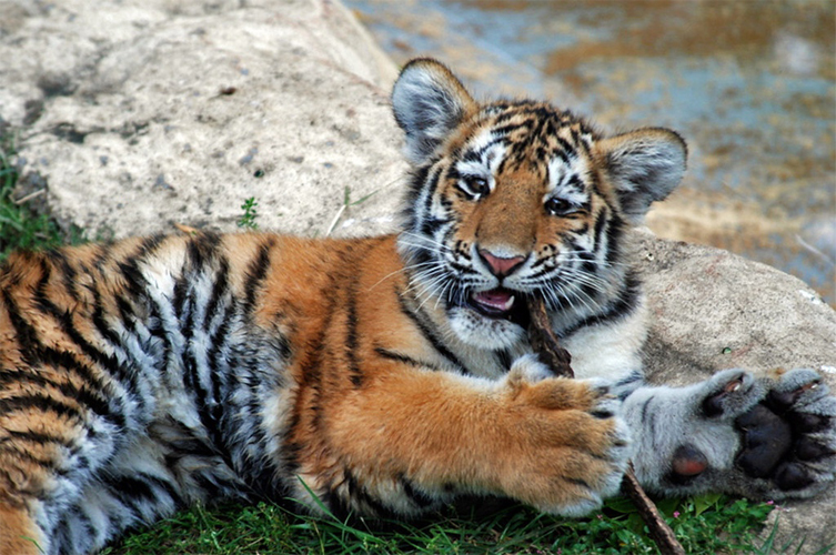 amur tiger cub